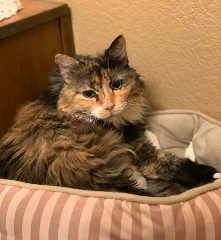 Adopt a friend: Snikers